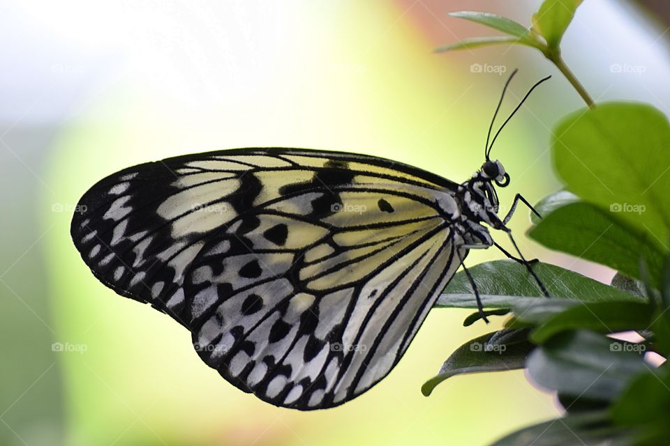 Translucent Wings