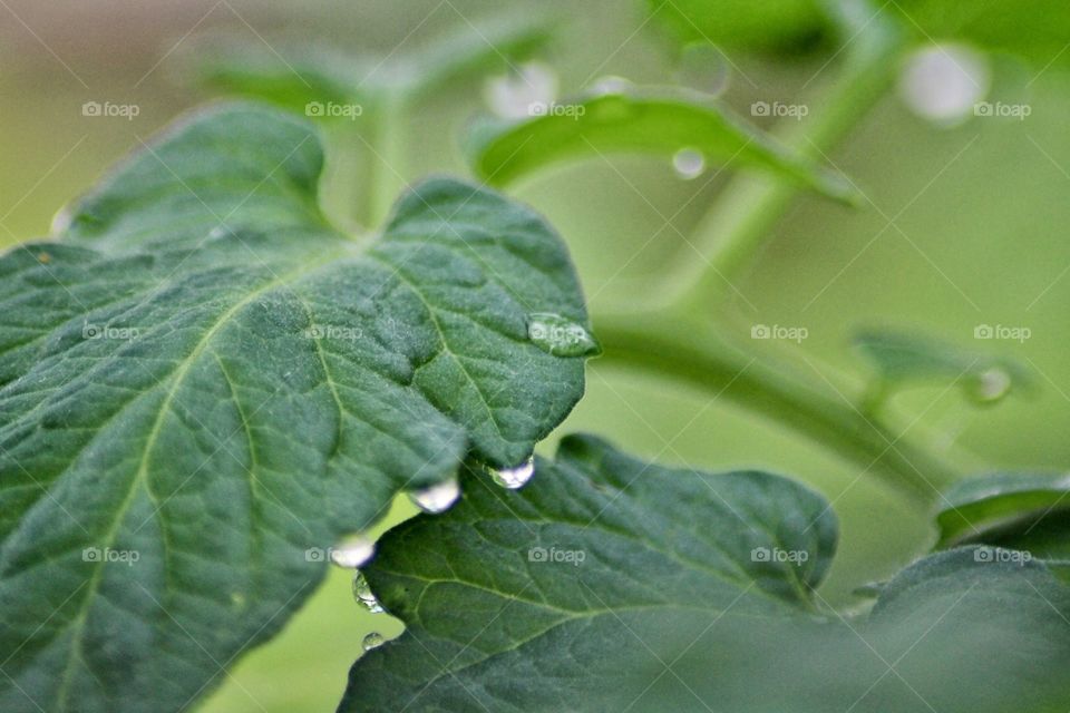 Green foliage with dew drops!