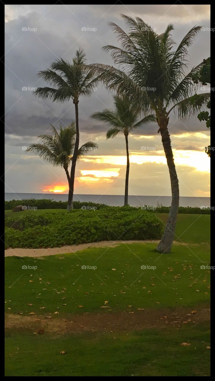Sunset with palm trees in Hawaii 