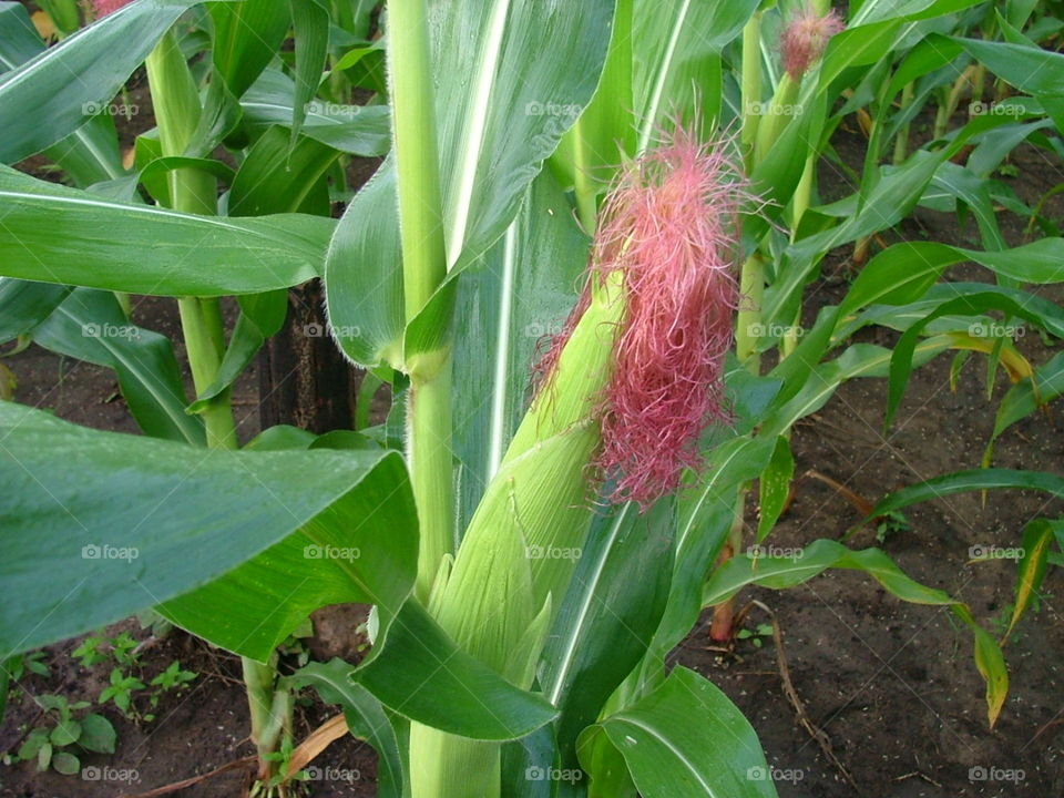 corn