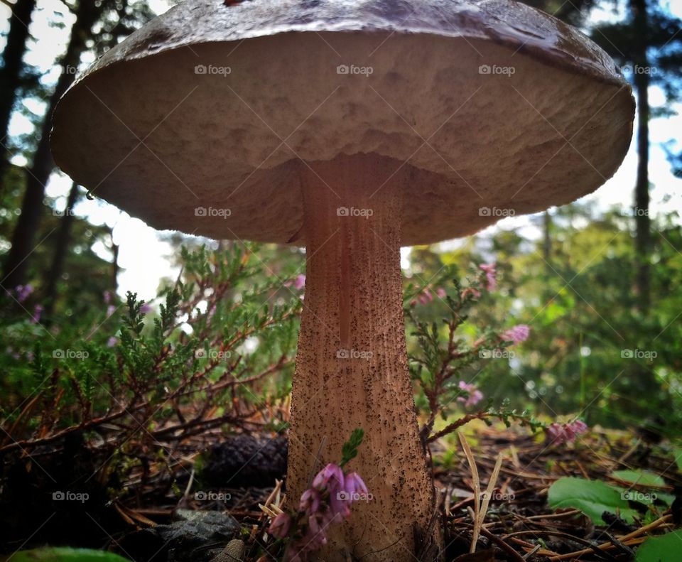 Under the mushroom