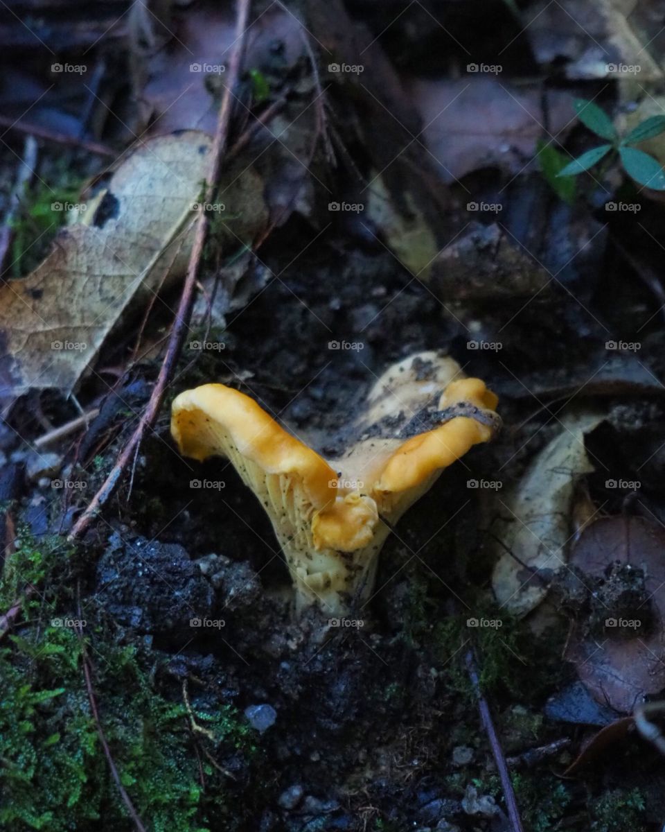 Chanterelle