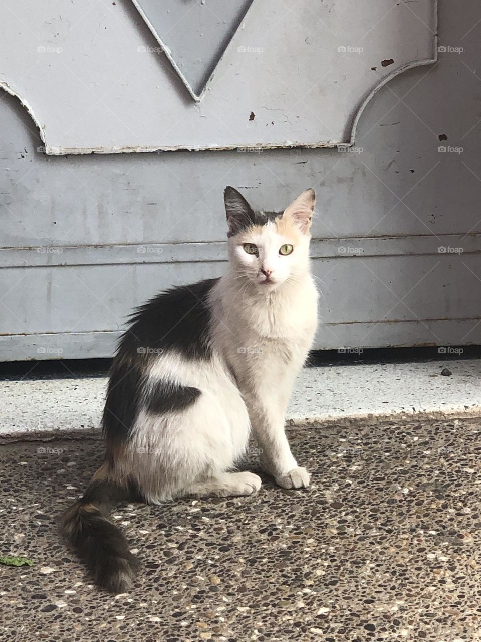 Beautiful cat looking at camera 