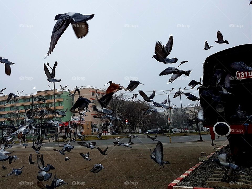 flock of pigeons