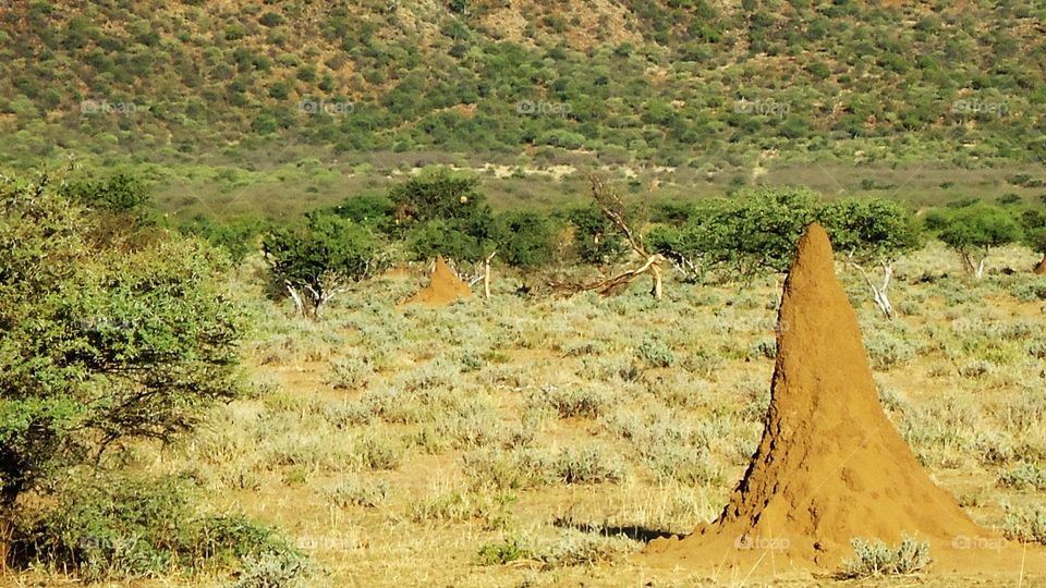 Big ant hill in the bush