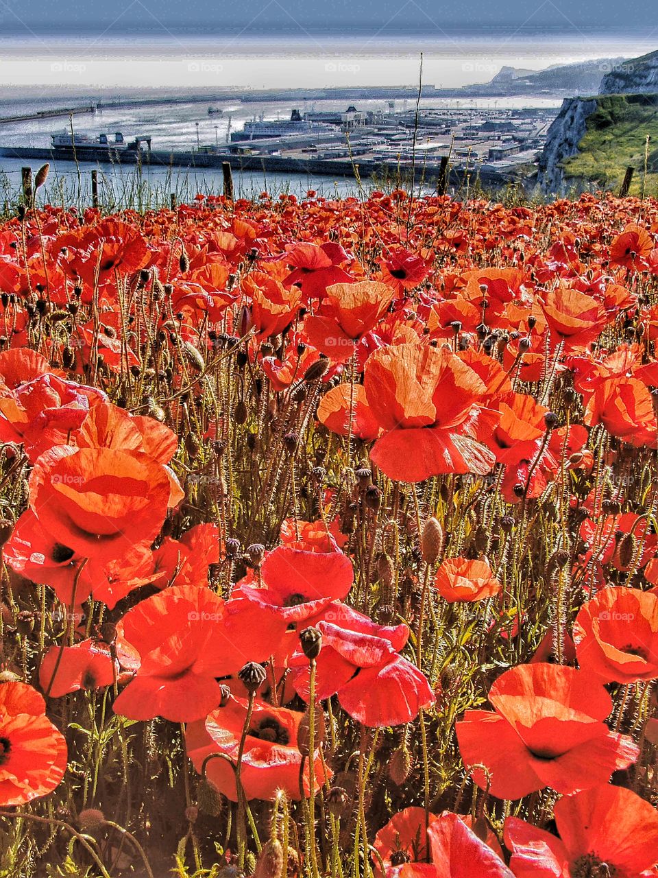 Poppies. Dover