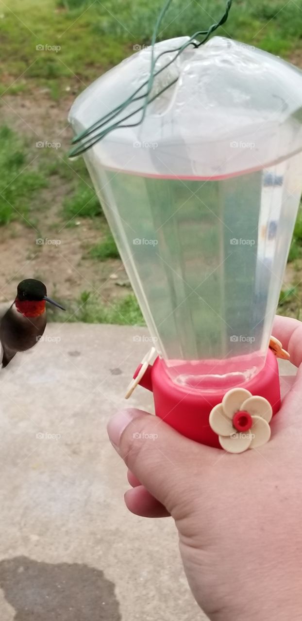 Just feeding my Hummingbird