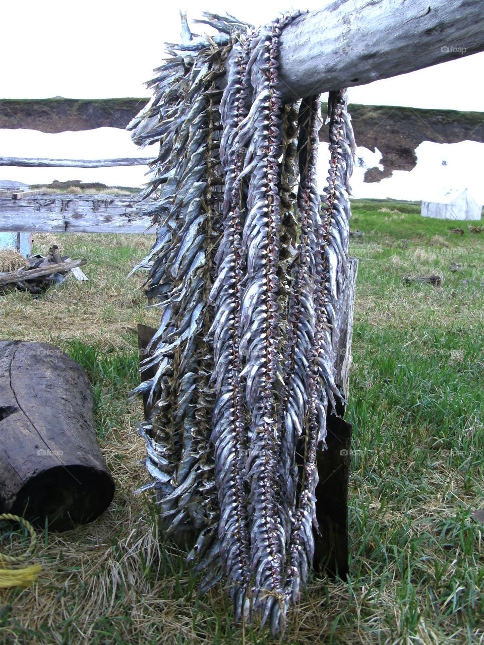 fish braided with grass to dry