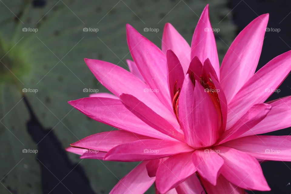 Close up view of a pink blooming lotus in a pond. Texture of the petals are visible 