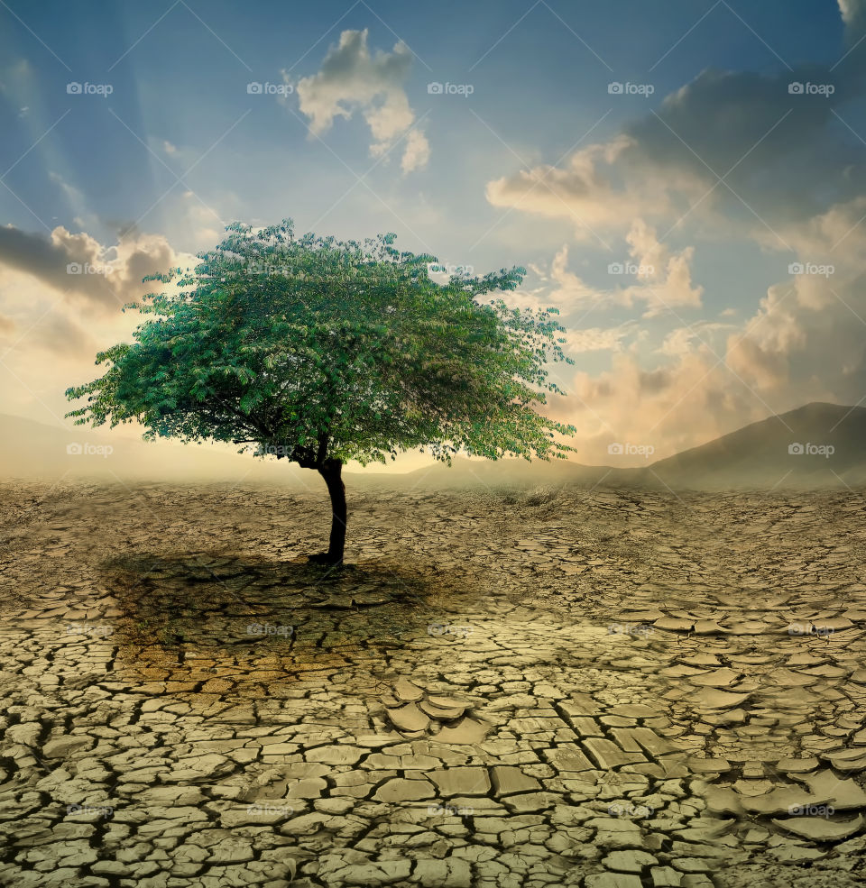 tree in the crack land