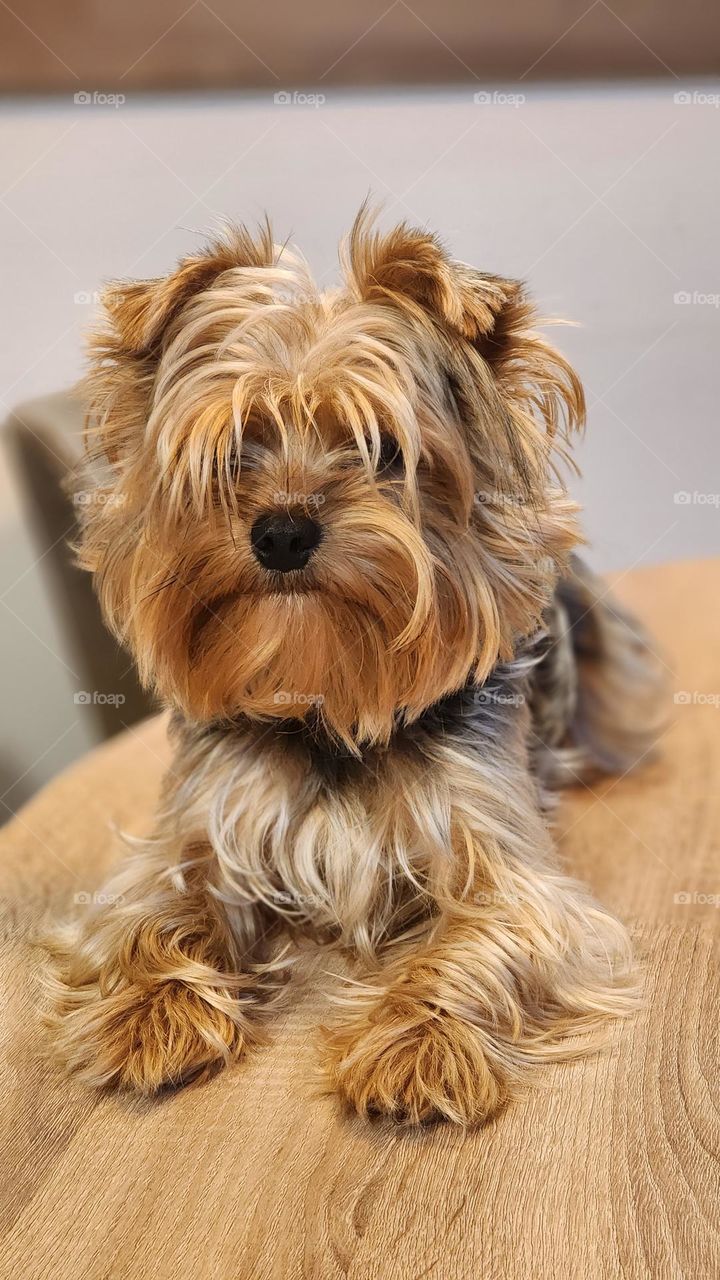 Yorkshire Terrier puppy