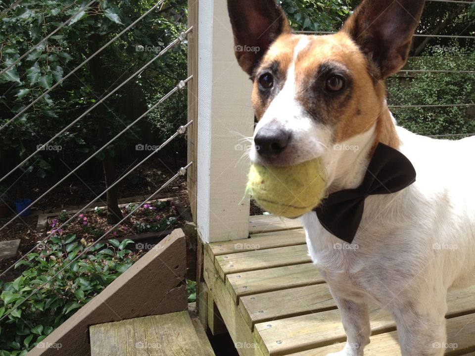Young Maxi with bow tie and ball