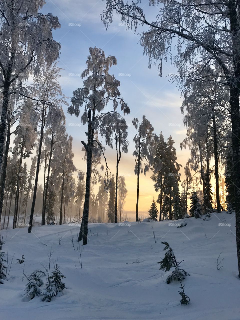 Snowy sunrise