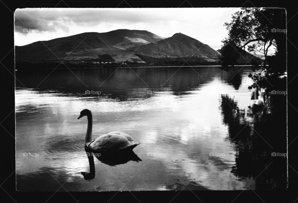 Lake. Swan