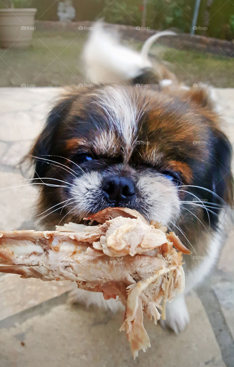 Pekingese Dog, eating turkey leg, enoying his treat