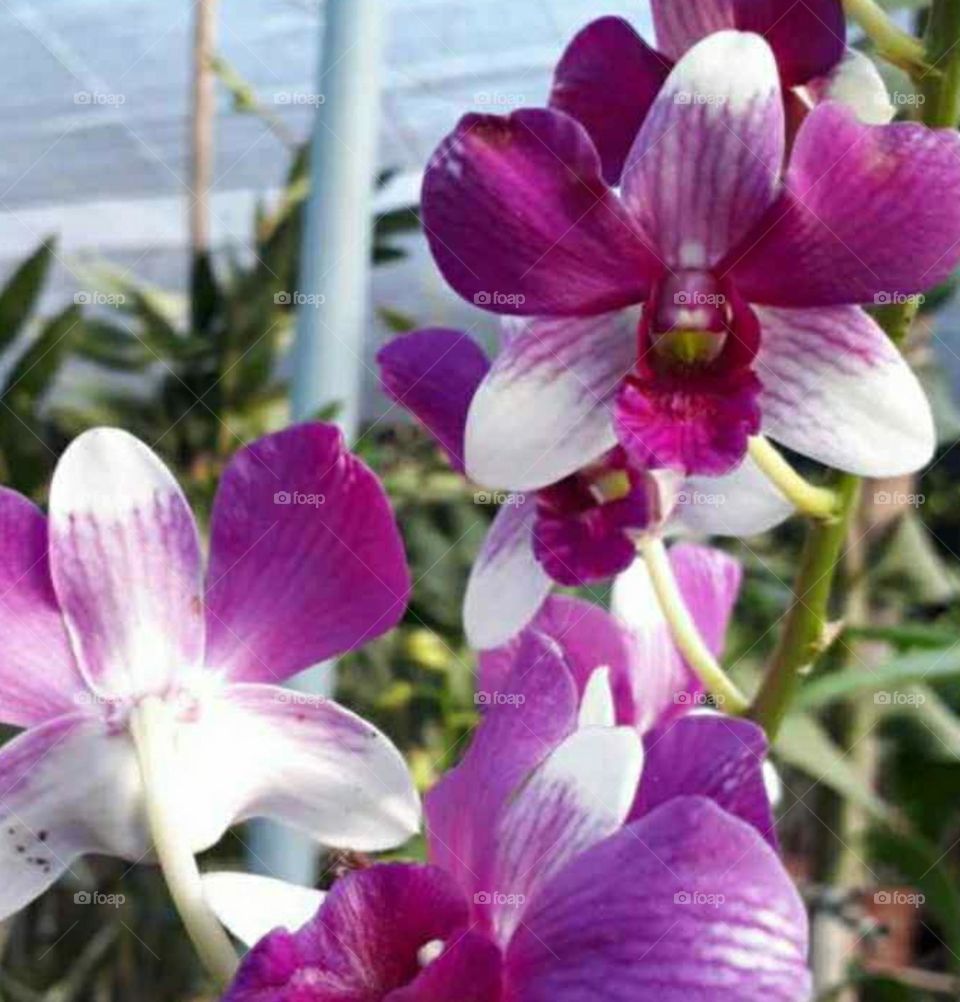Orchid flower