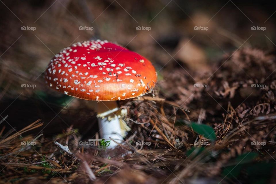Rojo hongo 
