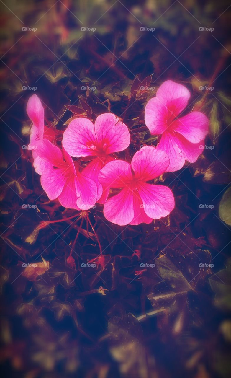 Group of pink blooming bright flowers
in wild nature