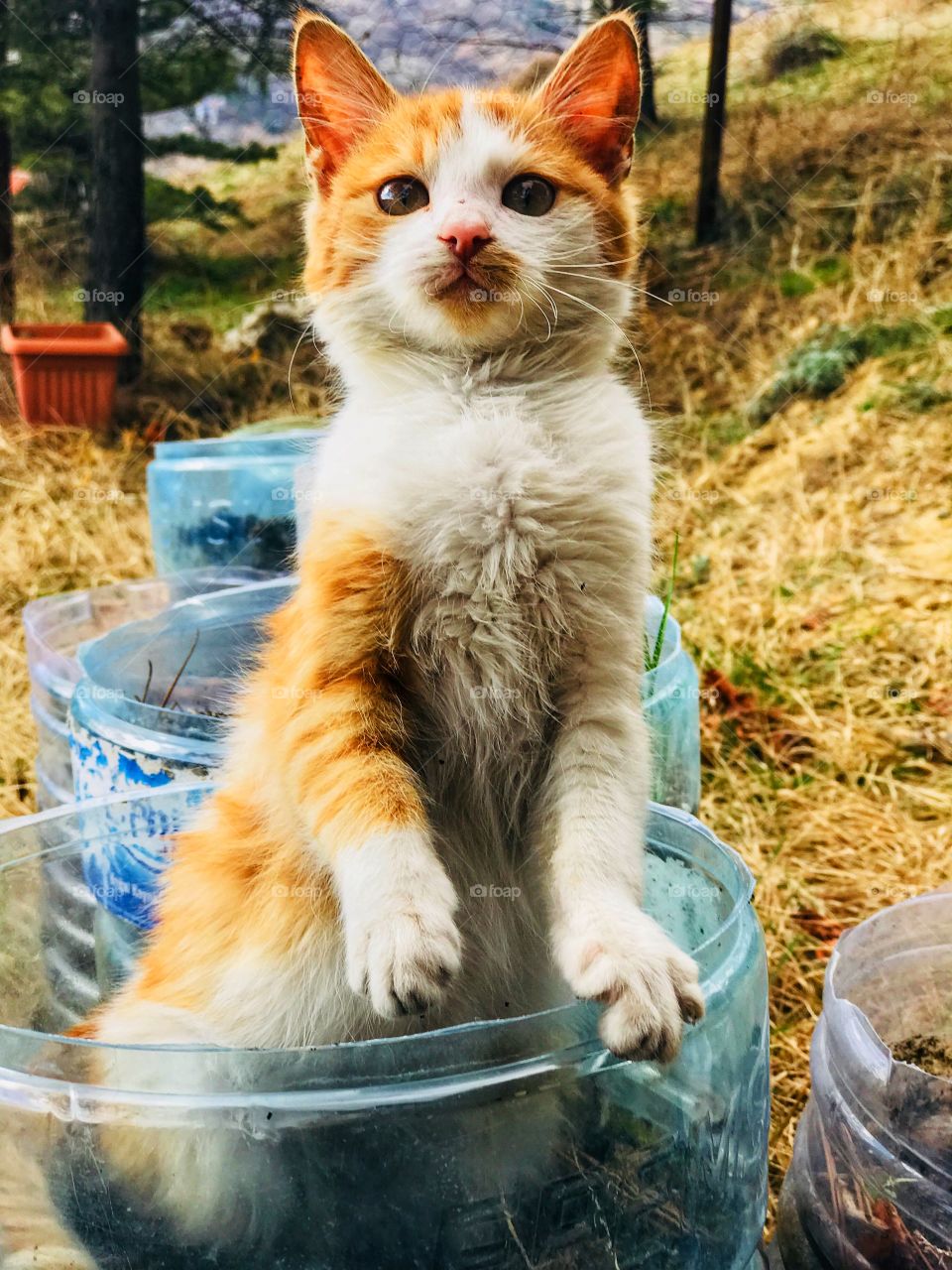 naughty little kitty! 