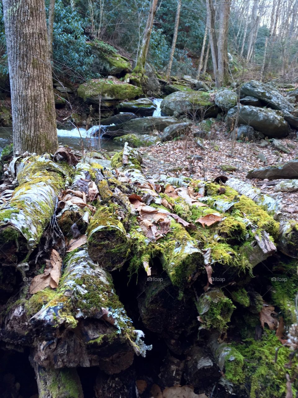 Moss, Nature, Water, Wood, Landscape