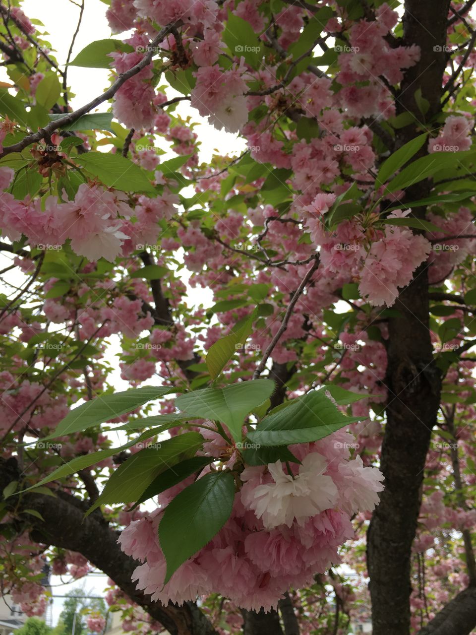 Japanese ornamental cherry