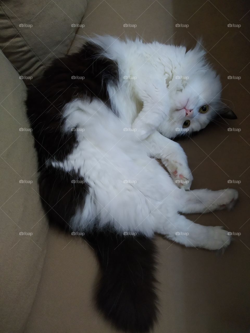 😻😻😻🐱🐱🐱