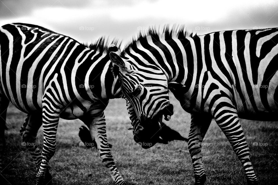 This is a black and white picture of to zebras fighting for a mate.