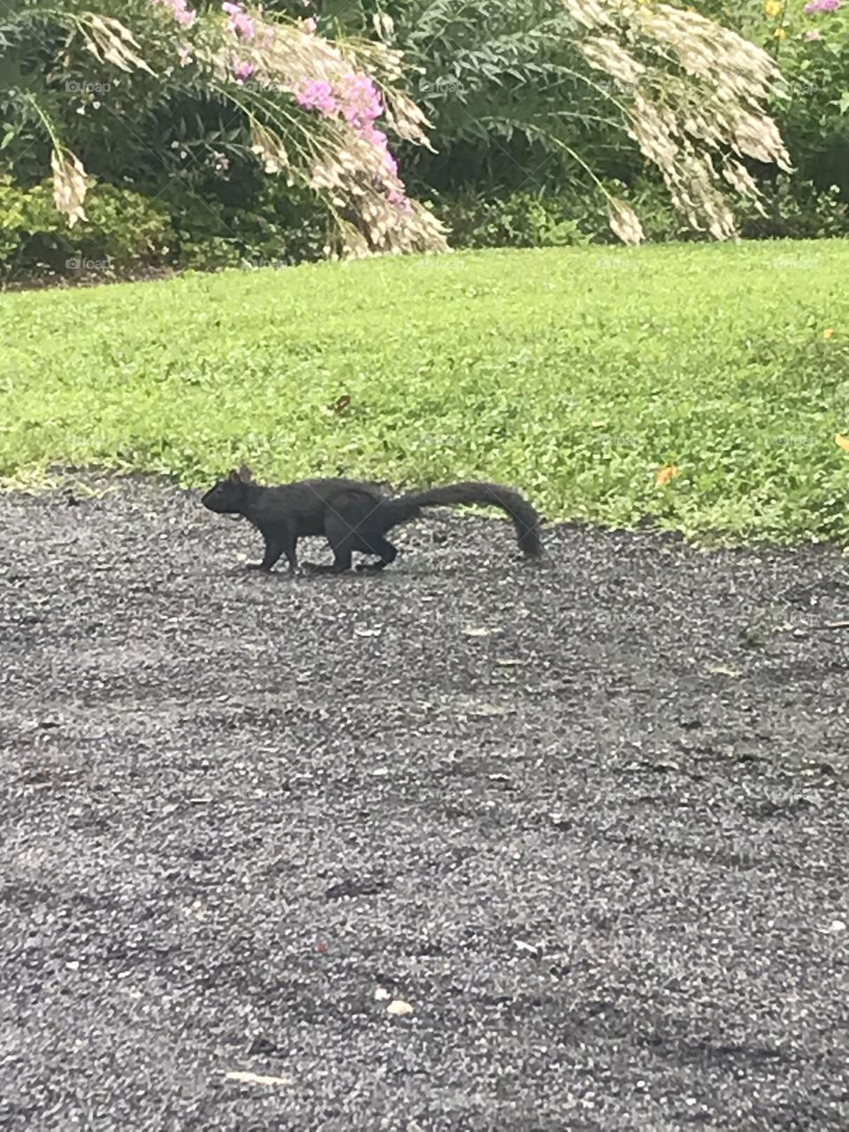 Black squirrel 