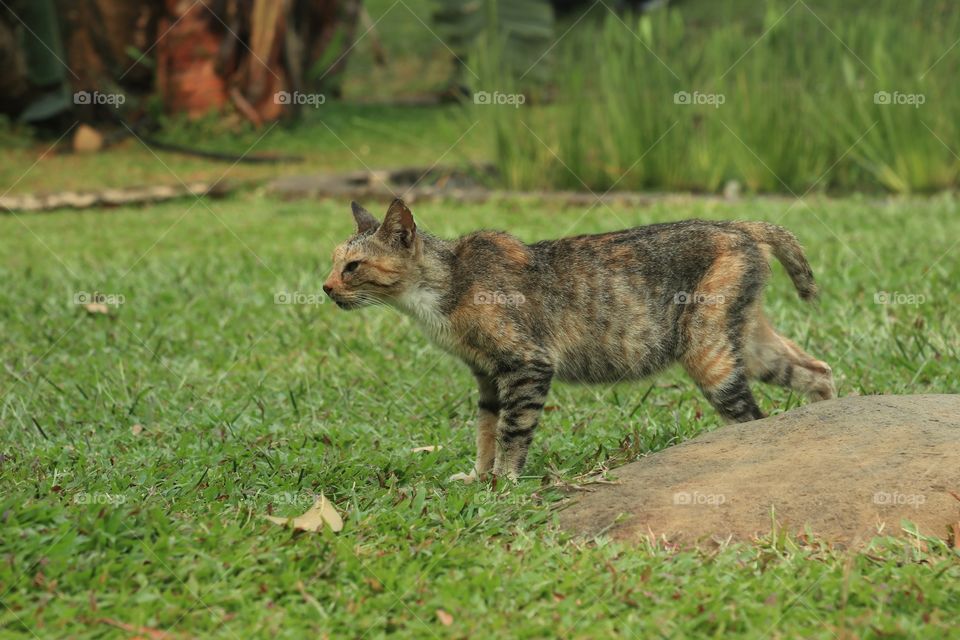 A cat on a green field