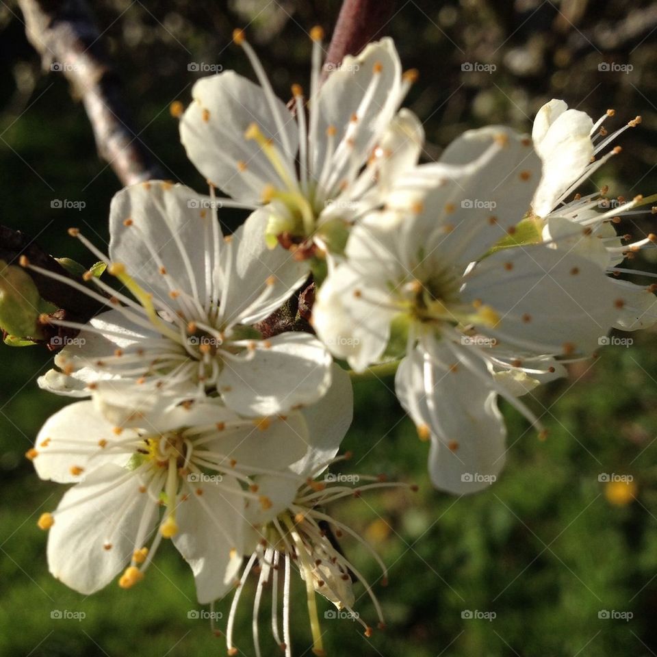 White apple blossom close-up