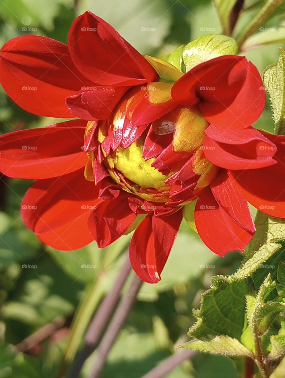 Red Flower Bud