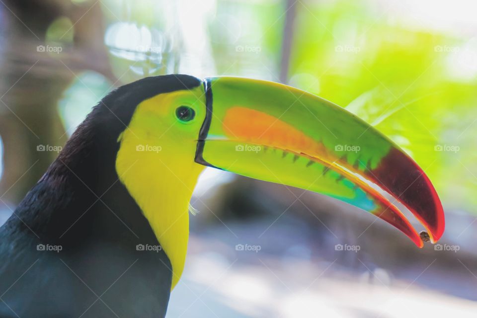 A toucan spotted in the wild