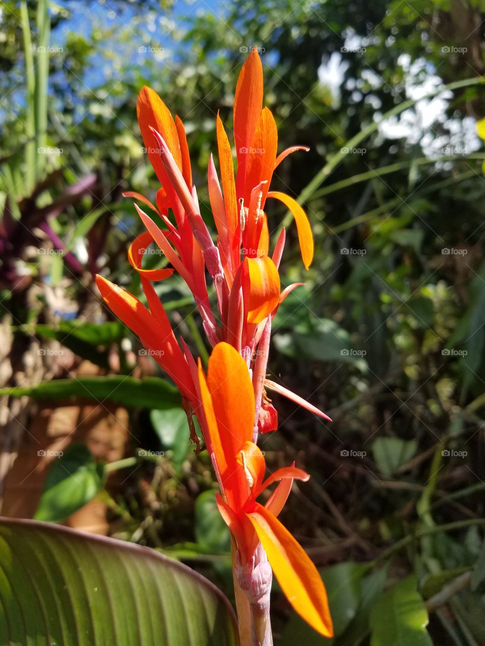 Exotic flowers