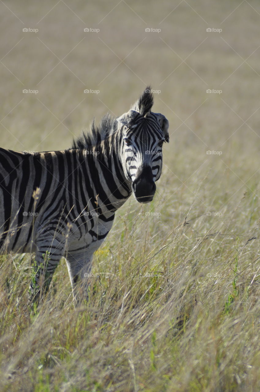 Mohican zebra