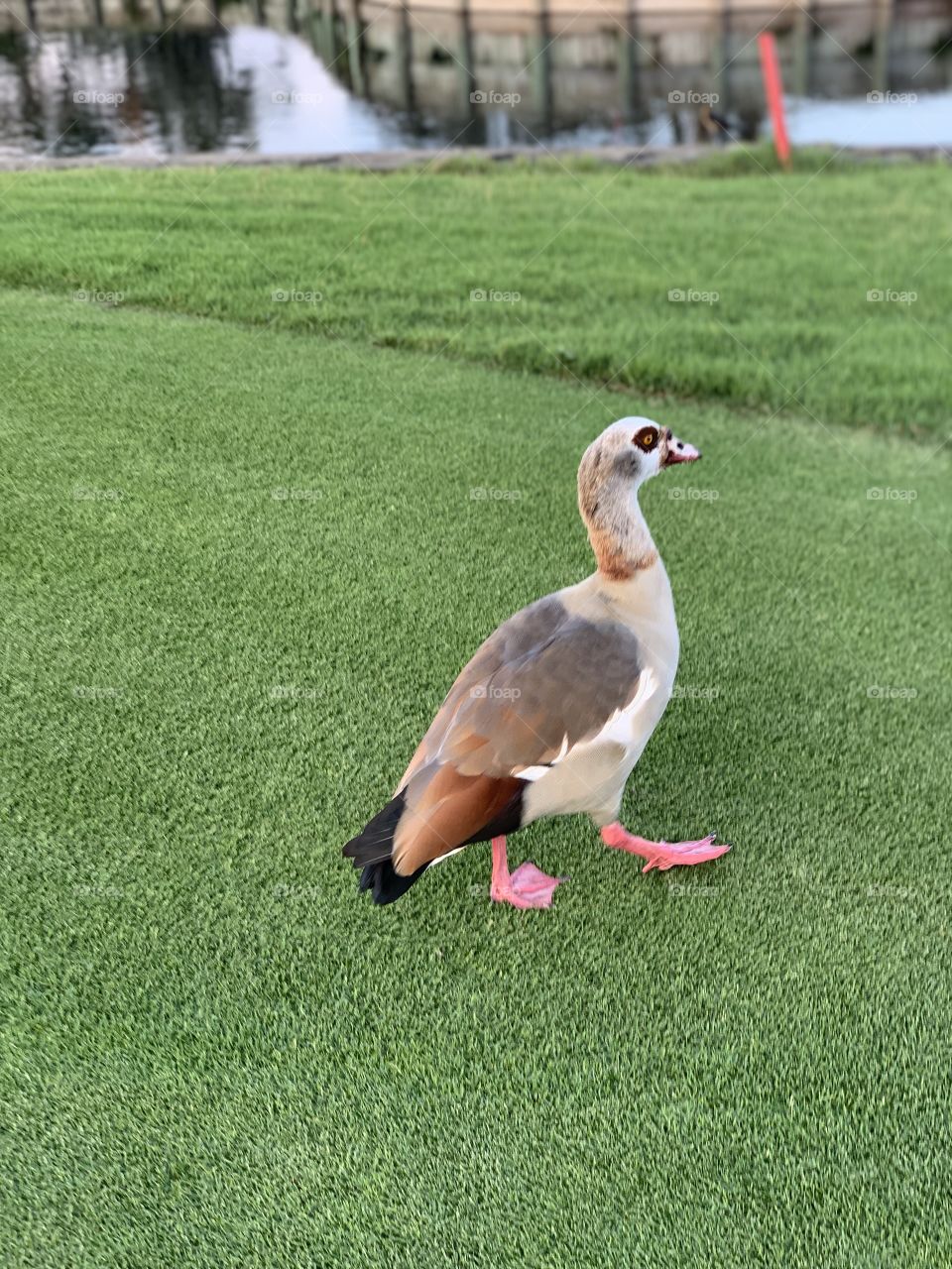 Duck on golf course 