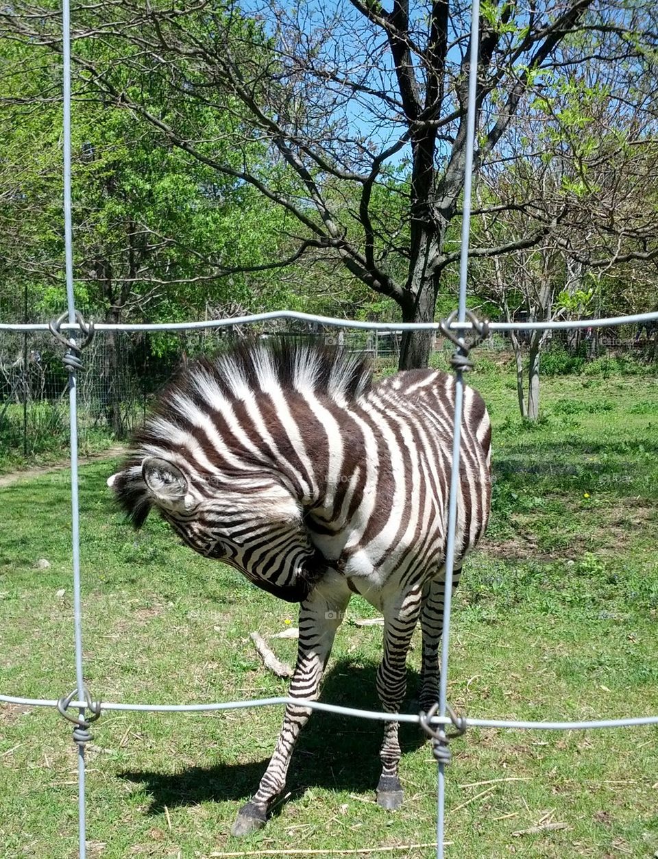 Zebra Framed