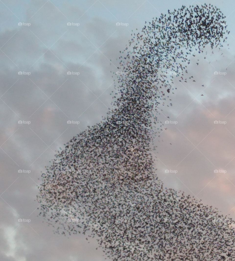 flock of birds