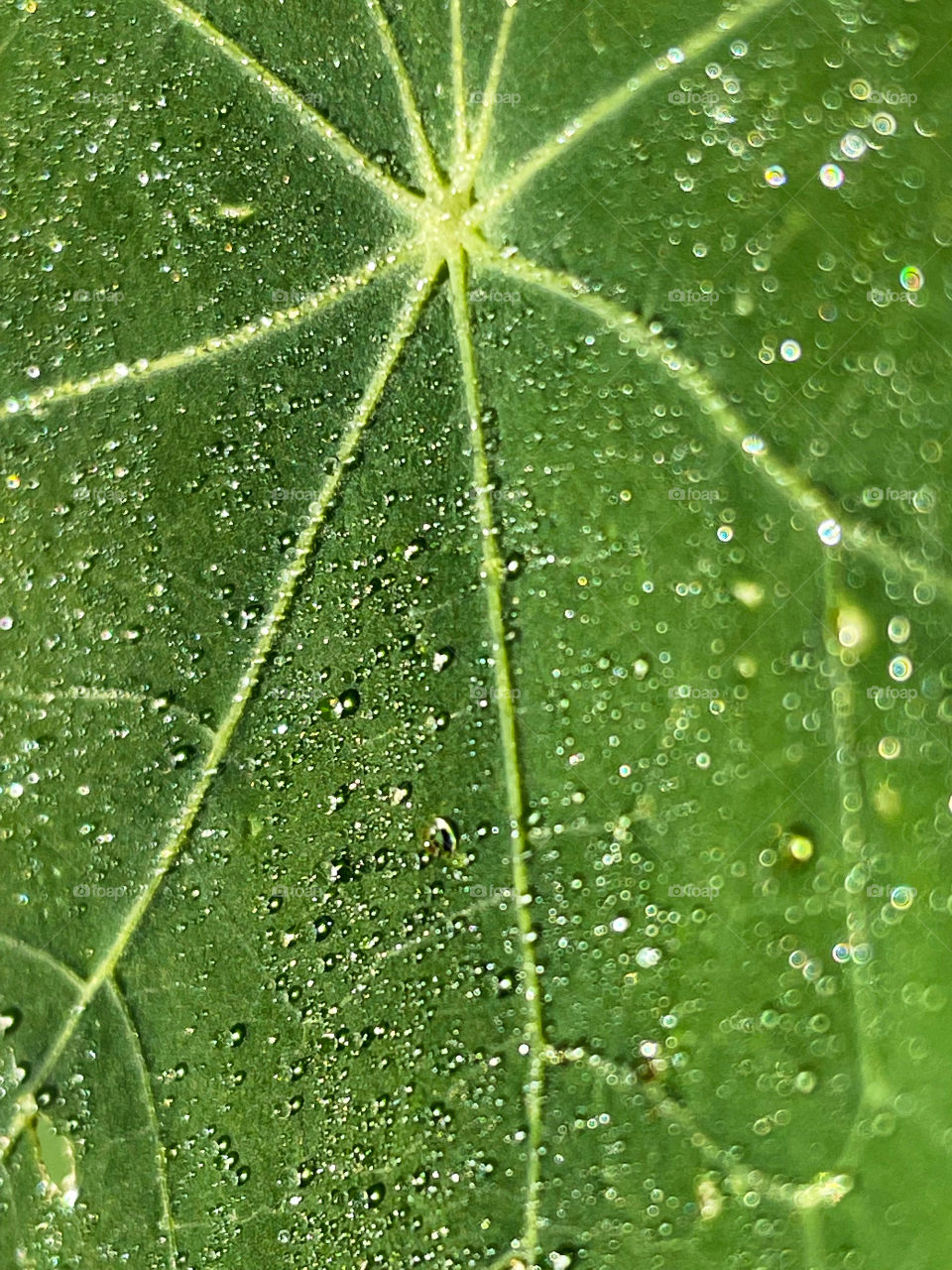 Dew dewy dewdrops leaf close up shot green plant veins bubbles outdoors water waterdrops raindrops rain bubble daylight day bright drops nature natural gorgeous water spots droplets