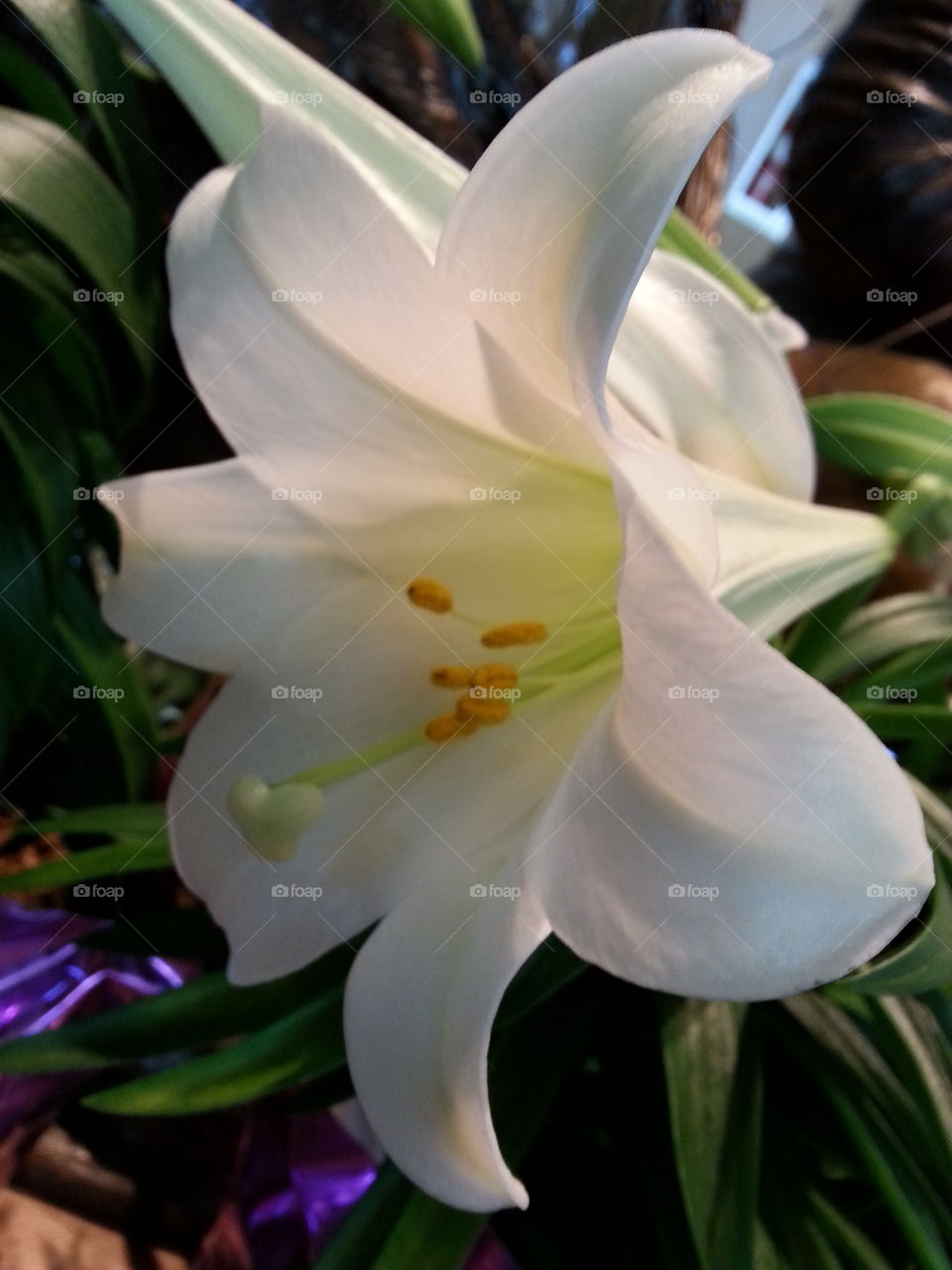 easter lilly. traditions