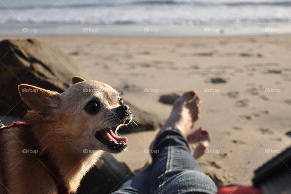 Chihuahua and owner at beach. Dog's mouth is open, looks like he's talking.