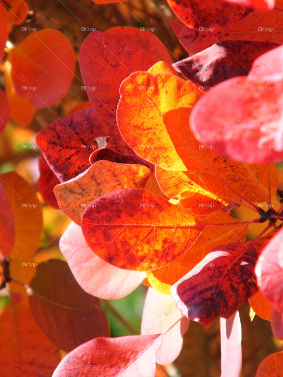 wonderful color in autumn