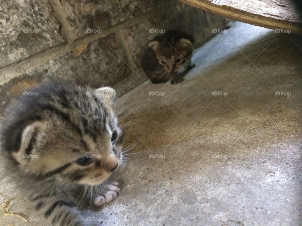 Small Kittens