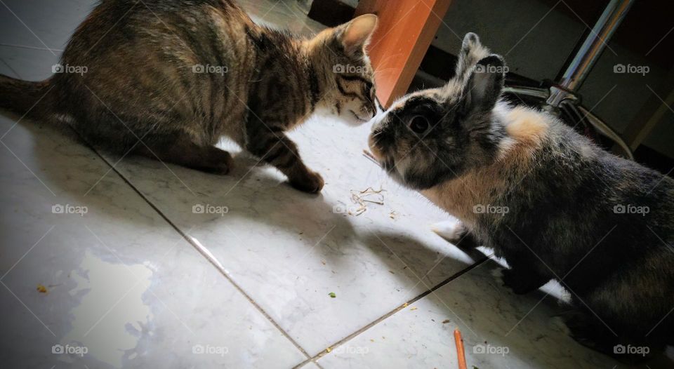 Cat & Bunny