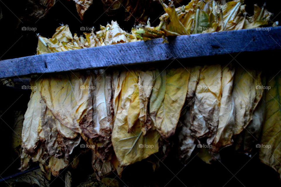tabacco leaves in production time