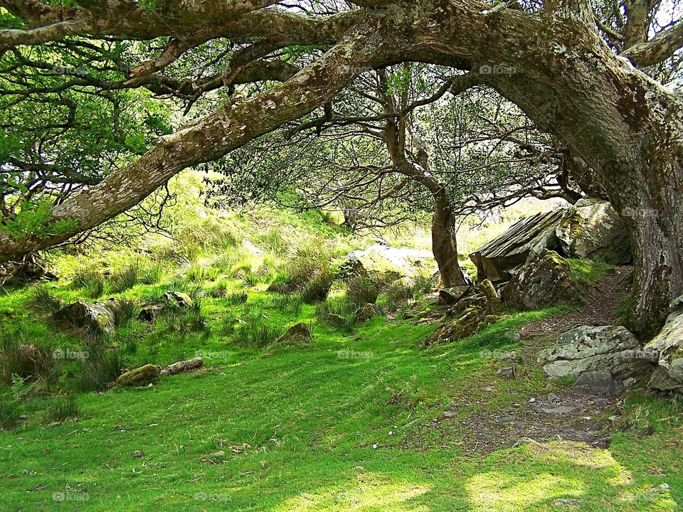 Overhanging Tree in Ireland Countryside