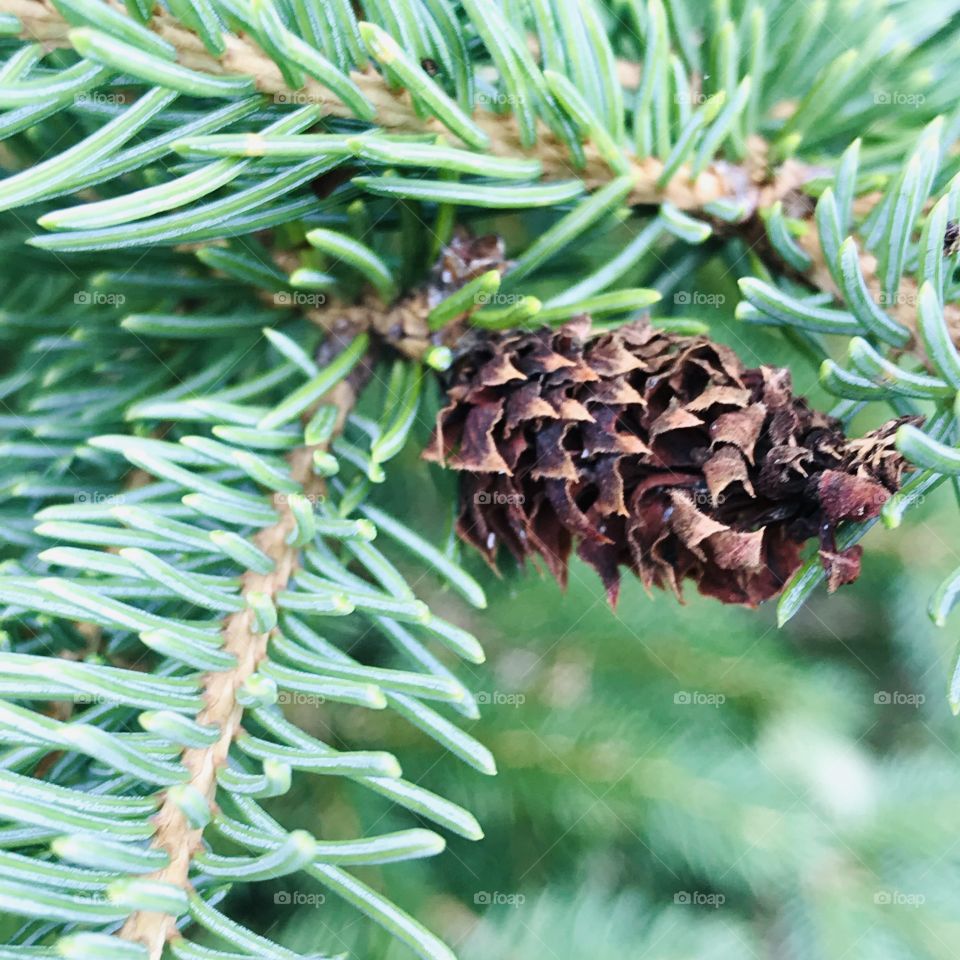 Baby pine