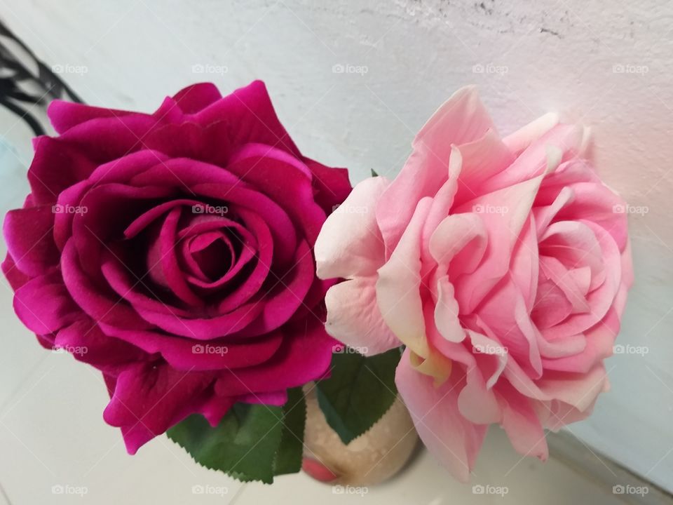 rosas