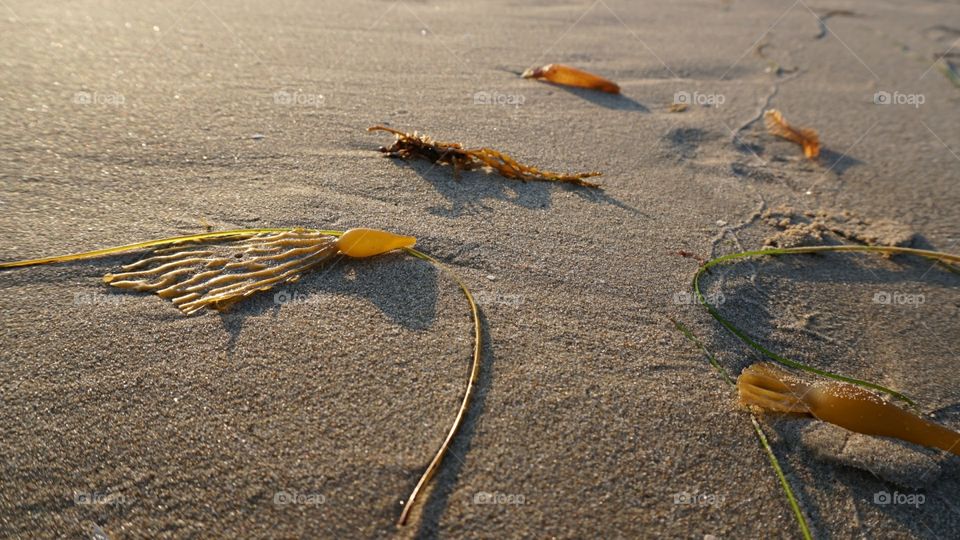 Only the seaweeds remained in the beach.