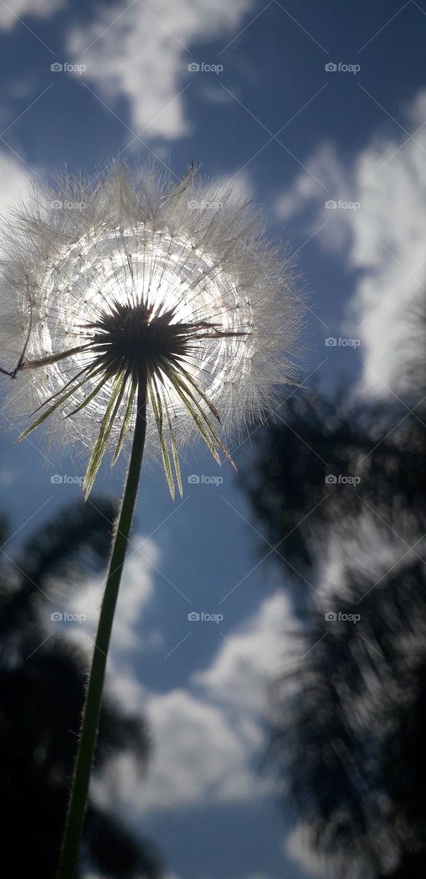 dandelion