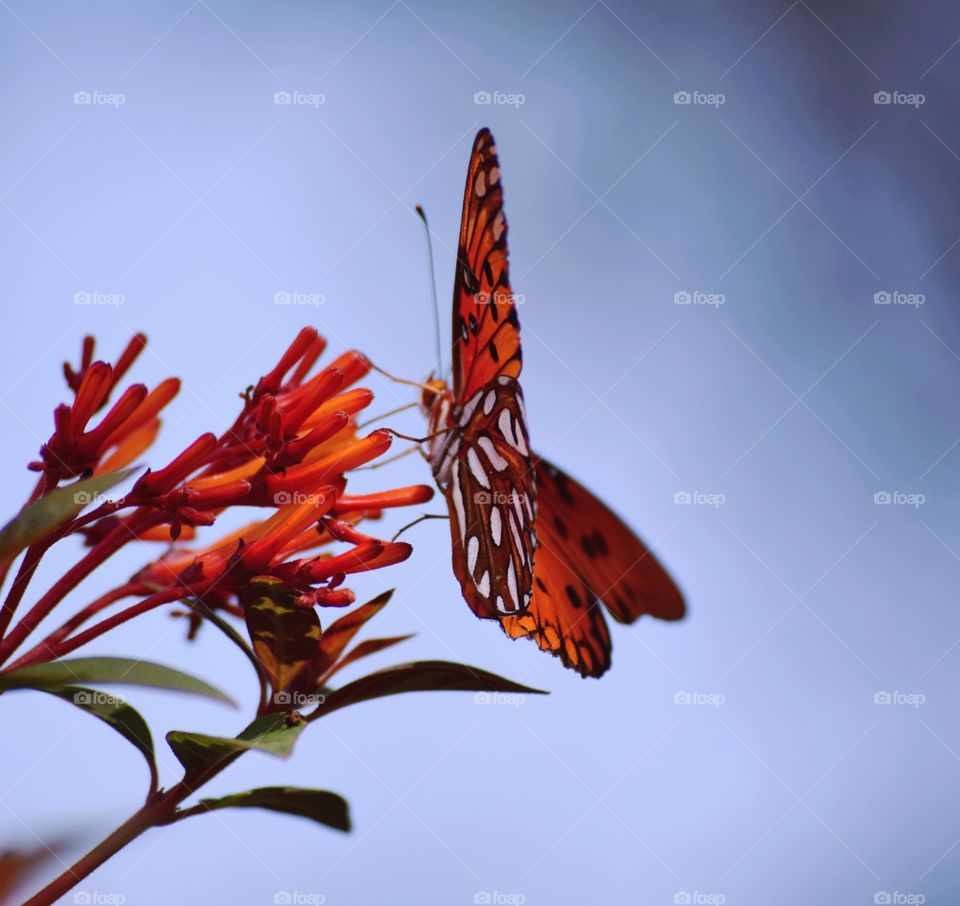 Orange butterfly on a blue sky background